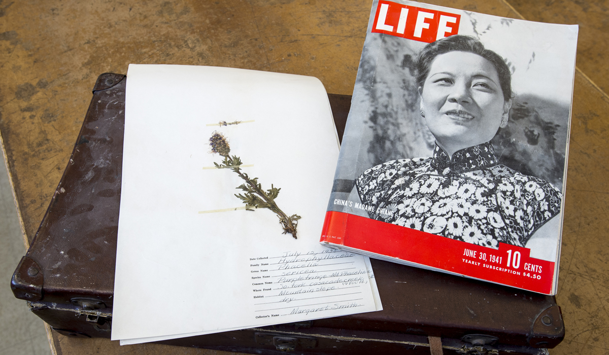 A suitcase of plant specimens from the late 1930s and early ’40s donated by the Craighead family contained a copy of a 1941 Life magazine, which was used to press the plants.
